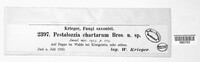 Image of Pestalotia chartarum